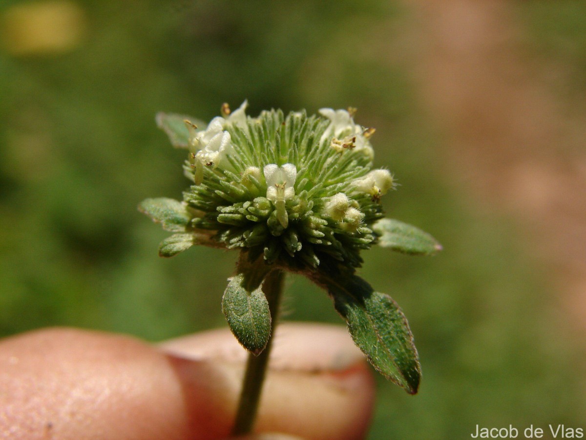 Hyptis capitata Jacq.